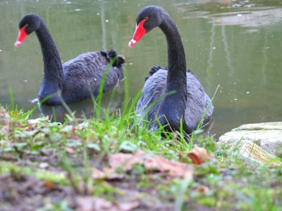 "Schwarze Liebe"