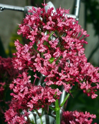 Das ist die Blüte des besonderen Sternchens