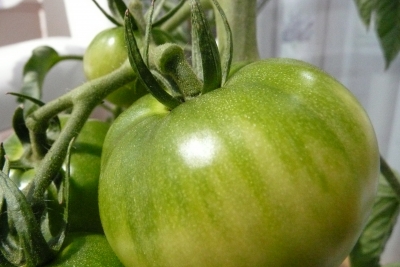 Grüne Tomate