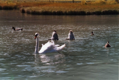 Schwänzchen in die Höh