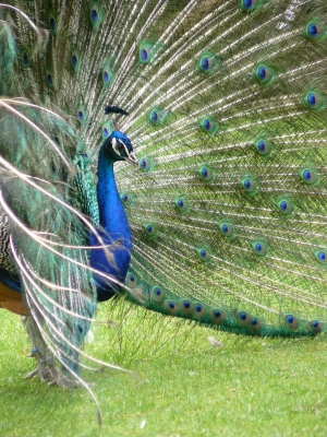 Pfau