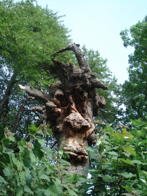 Baum mit Gesicht