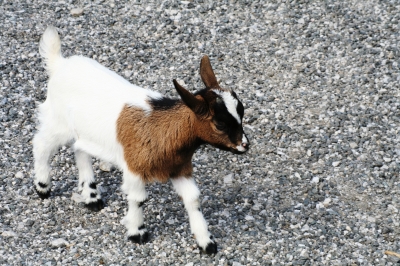 Ein junger Zigenbock