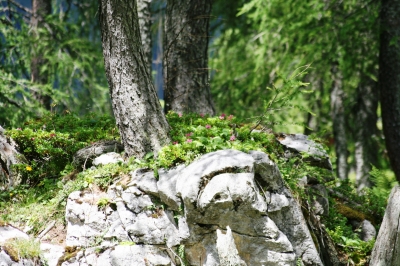 Der Wald auf der Alm