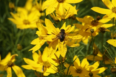 Biene und Blume im Detail