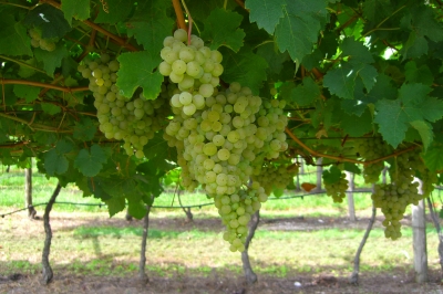 Weintrauben aus bella italia