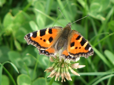 Schmetterling auf Klee