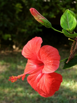 rote Hibiskusblüte