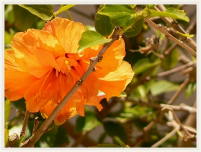 Hibiskusblüte