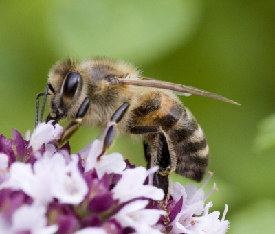 Bienchen