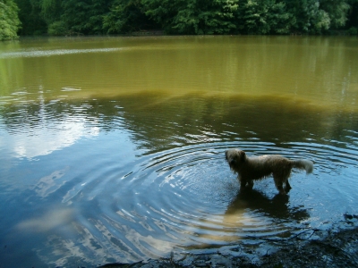 Seebild mit Hund