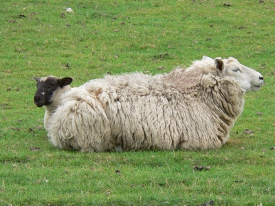liegendes Schaf