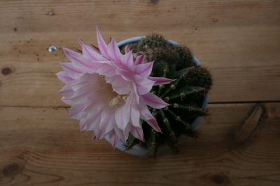 Echinopsis Tubiflora Bild 2