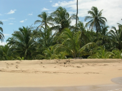 Palmenstrand