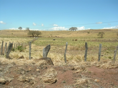 Wiesenlandschaft mit Tieren