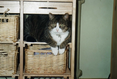 Katze im Schrank