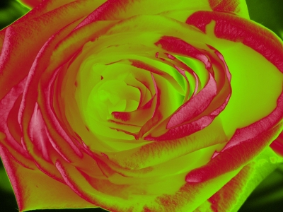 Bunte Rose