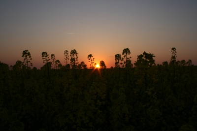 Sonnenuntergang im Rapsfeld