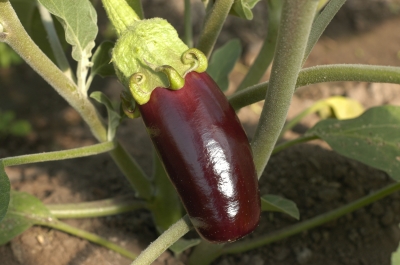 Aubergine