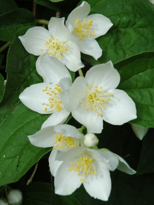 Jasmin Blüte