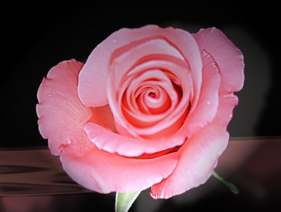 Rosenblüte