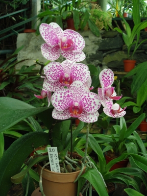 Madeira - Orchideen Garten