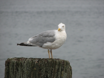 Möwe auf Pfahl...