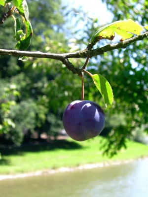 Eine Pflaume im Paradies