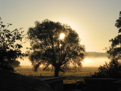 Baum im Nebel