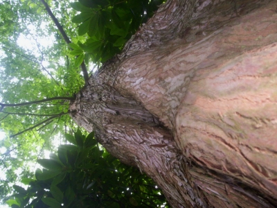 Mamut Baum 002