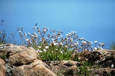 Blumen auf der Alm