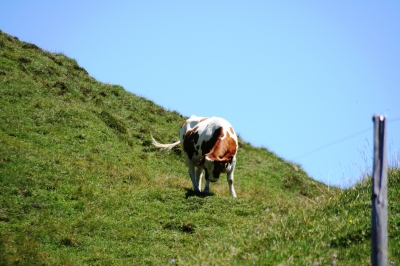 Bilder von der Alm