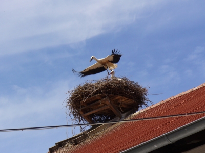 Klapperstorch hebt ab...