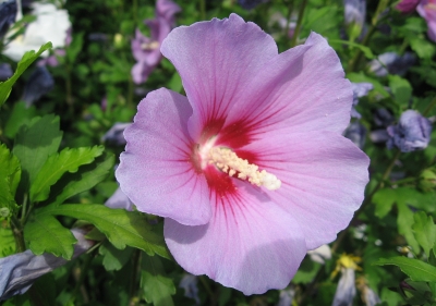 Grossblütiger Hibiskus