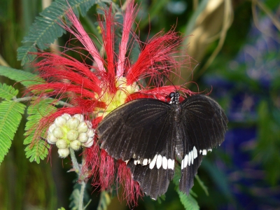 Tropischer Schmetterling auf "Puschelblume"