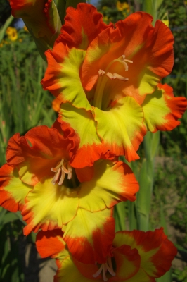 Gladiole gelb/orange