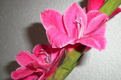 Gladiolenblüte pink