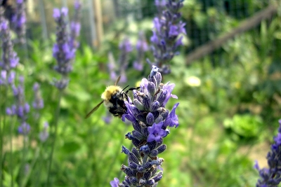 Hummel an Lavendel