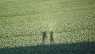 Schatten im Getreidefeld