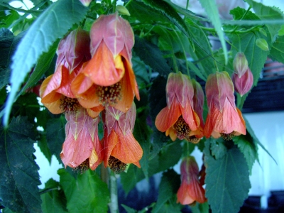 Abutilon Kentish Bell