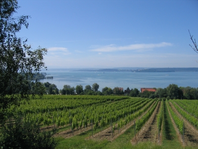 Wein über dem Bodensee