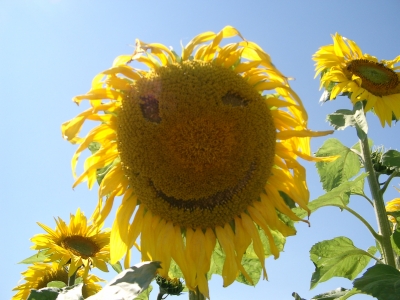 Sonnenblumenlabyrinth Holzgerlingen