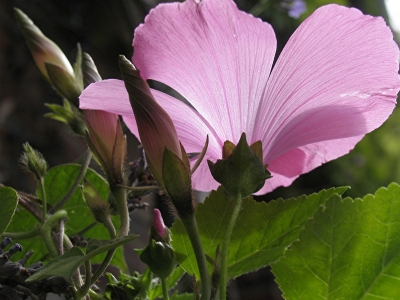 Wiesenblume