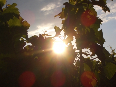 Sonnendurchstrahlte Weintrauben