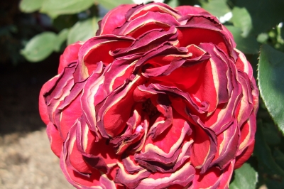 Verblühte Rose