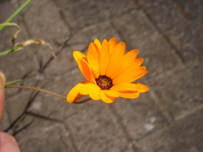 Flowerwork Orange