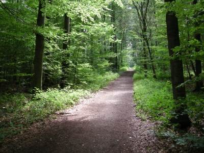 Werburger Wald