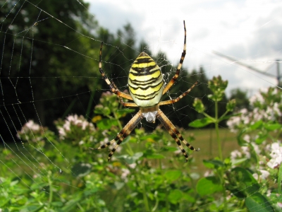 Spinne am Morgen