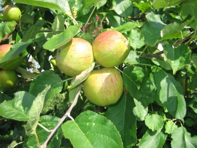 Äpfel am Bodensee