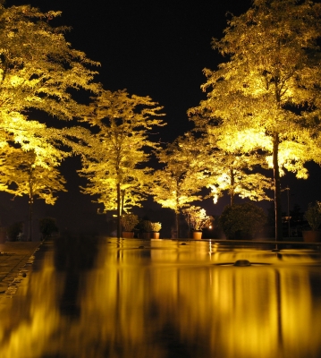 Nachtbäume